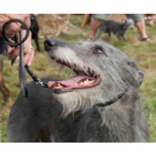 What To Do If You Find A Lost Dog Uk